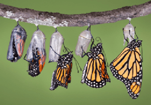 Monarch Pupa