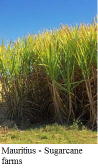 Mauritius - Sugarcane farms