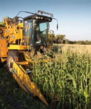australia-corn-farms