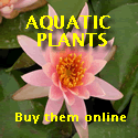Aquatic Plants